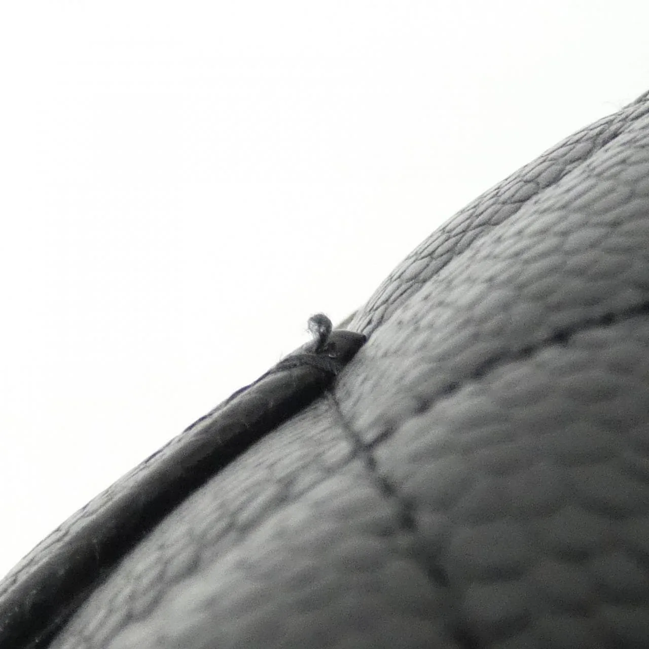 CHANEL Timeless Classic AP0250 Wallet Grained Calfskin Black Grained Calfskin Rank A - Thumbnail 4