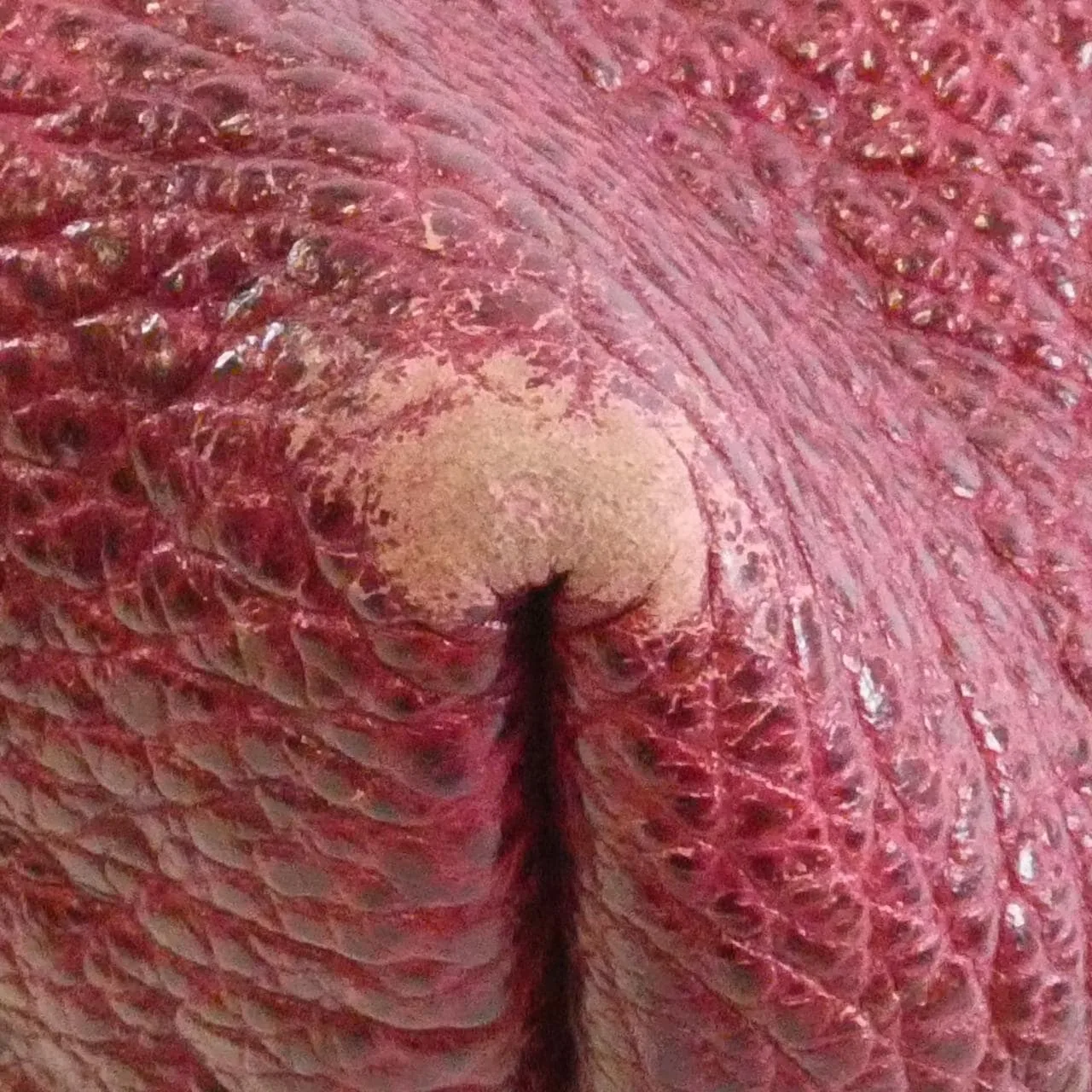 LOUIS VUITTON M40503 Shoulder Monogram 酒紅色 Monogram 中古品B - 縮圖 3