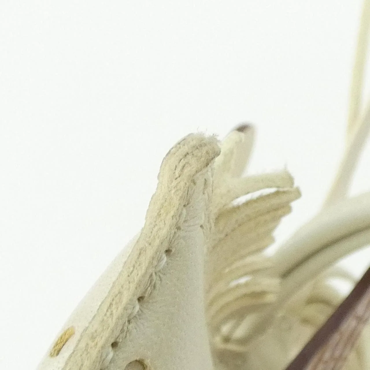 HERMES 083289CA Wallet 金色 中古品A - 縮圖 3