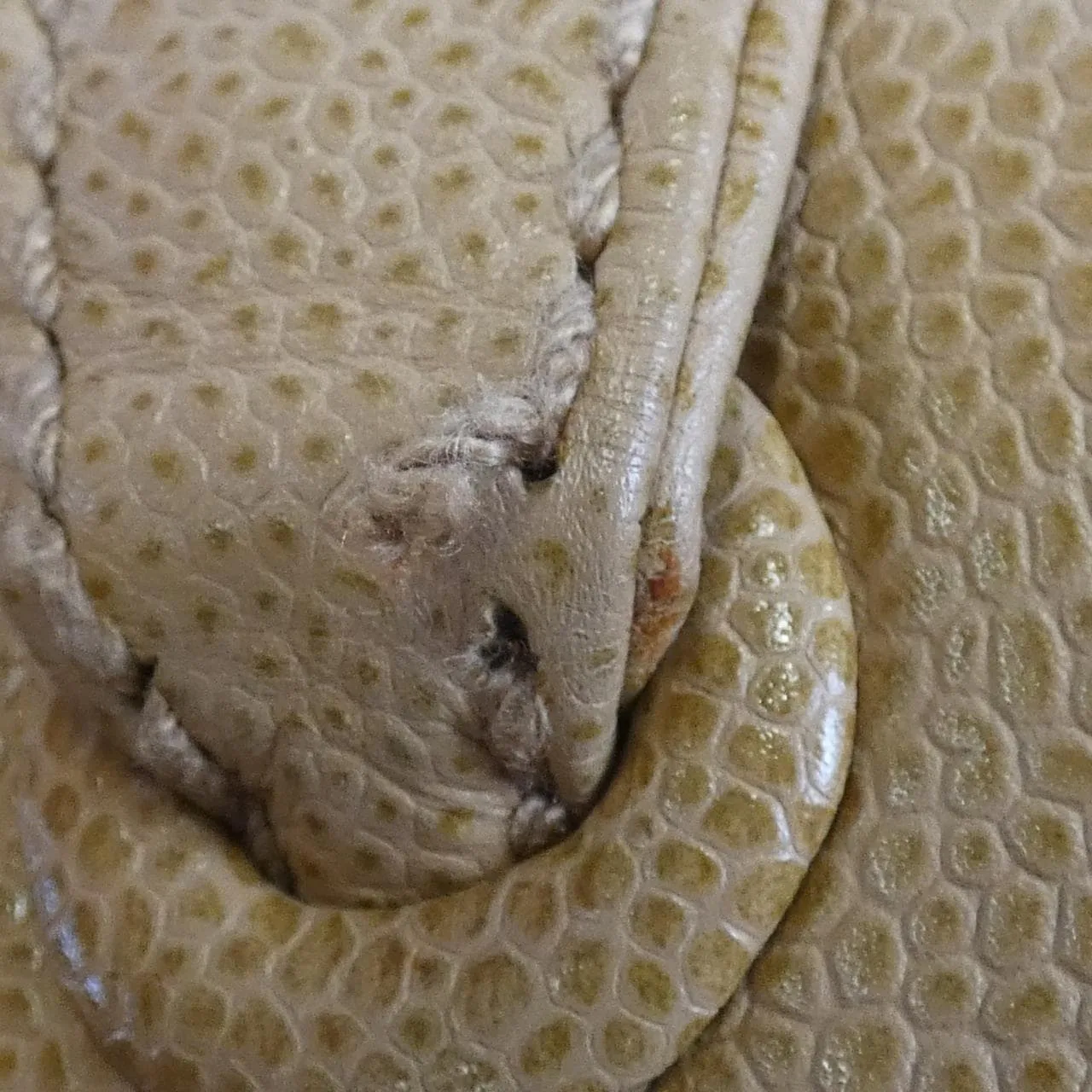 CHANEL 25666 Shoulder Grained Calfskin 米色 荔枝紋牛皮 中古品B - 縮圖 7