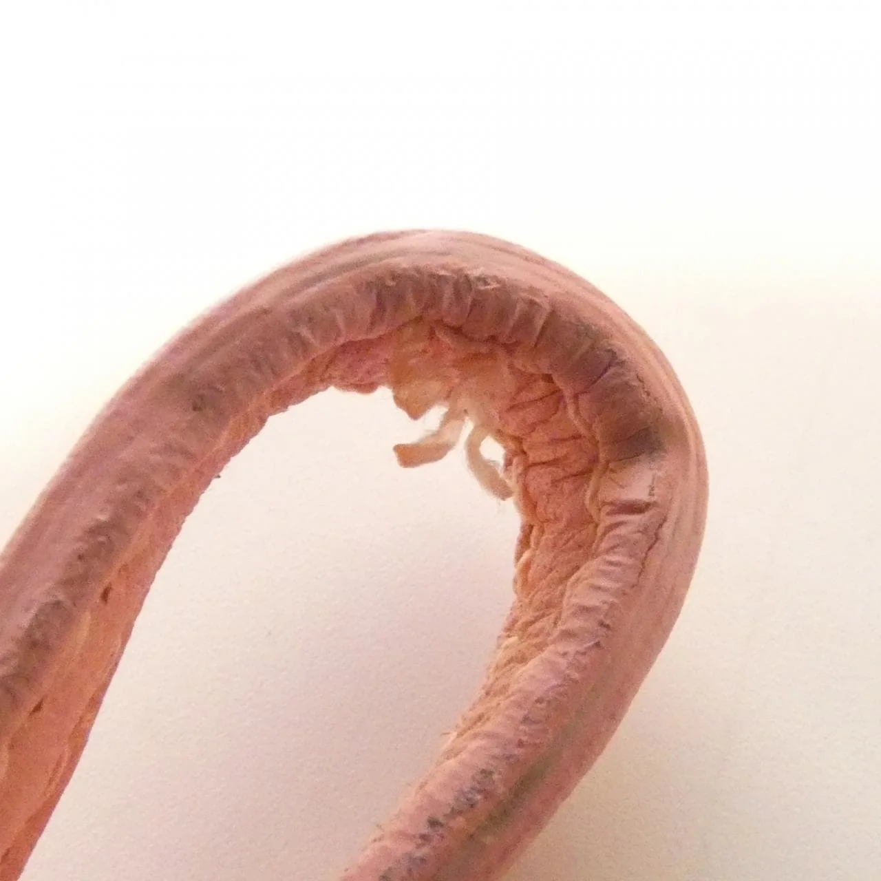 BALENCIAGA 390346 Handbag Leather Pink Leather Rank B - Thumbnail 8